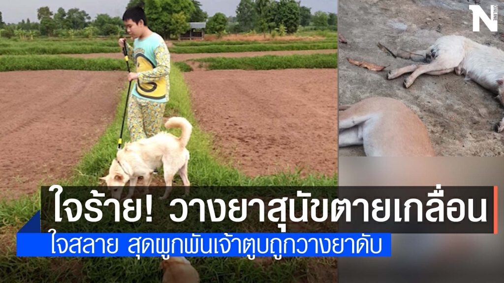 สลด! สุนัขเลี้ยงในหมู่บ้านถูกวางยาเบื่อตายเกลื่อน สลด! สุนัขเลี้ยงในหมู่บ้านถูกวางยาเบื่อตายเกลื่อน