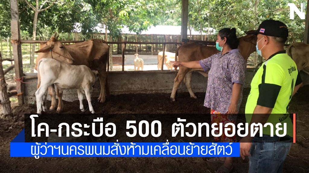 โรคลัมปีสกินระบาดหนัก ลามถึงนครพนมแล้ว