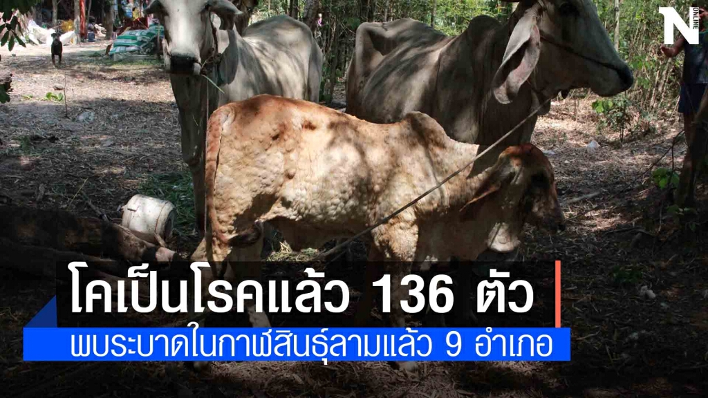 เร่งช่วยเกษตรกรประสบปัญหาโรคลัมปีสกินระบาดพบลาม9อำเภอ