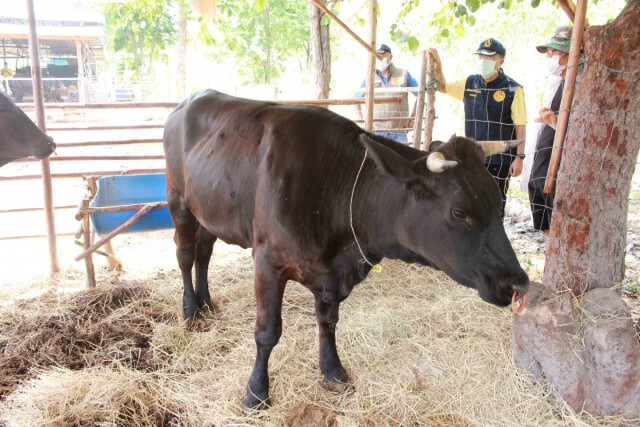เร่งช่วยเกษตรกรประสบปัญหาโรคลัมปีสกินระบาดพบลาม9อำเภอ