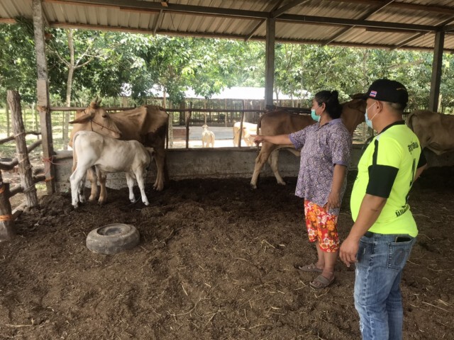 โรคลัมปีสกินระบาดหนัก ลามถึงนครพนมแล้ว