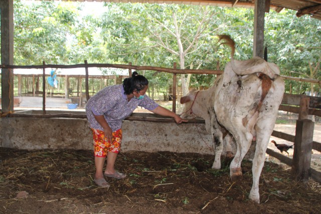 โรคลัมปีสกินระบาดหนัก ลามถึงนครพนมแล้ว