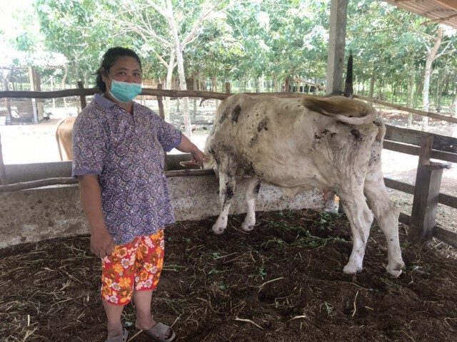 โรคลัมปีสกินระบาดหนัก ลามถึงนครพนมแล้ว