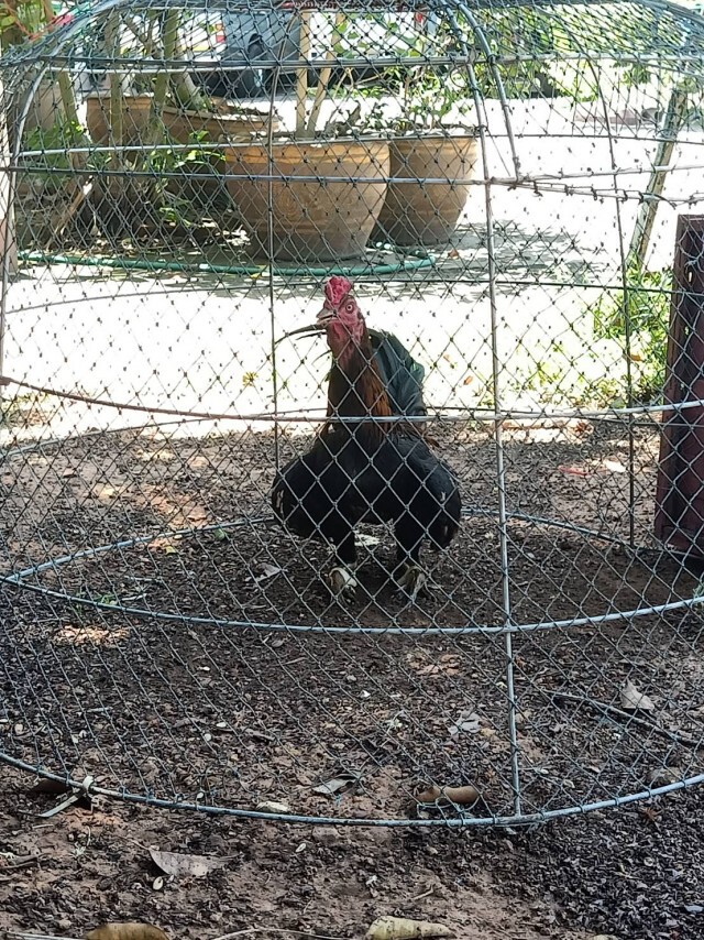 สนธิกำลังทลายบ่อนไก่-จับ13ราย