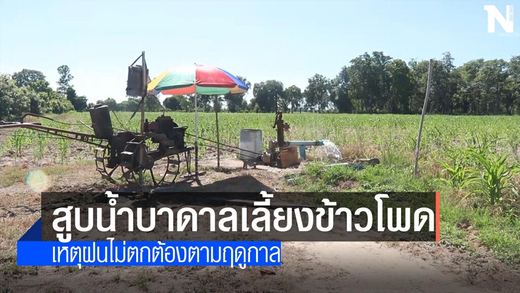 สูบน้ำใต้ดินเลี้ยงข้าวโพด สูบน้ำใต้ดินเลี้ยงข้าวโพด