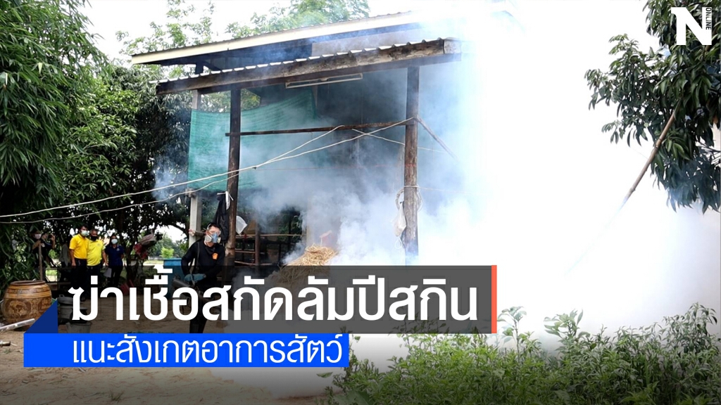 ปศุสัตว์นครพนม-สัตวแพทย์พ่นยาฆ่าเชื้อคอกวัวป้องกันลัมปีสกิน