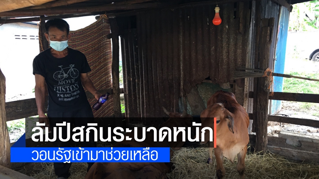 บีบหัวใจหนักวัวแม่พันธุ์ติดลัมปีสกิน นอนรอวันตาย บีบหัวใจหนักวัวแม่พันธุ์ติดลัมปีสกิน นอนรอวันตาย