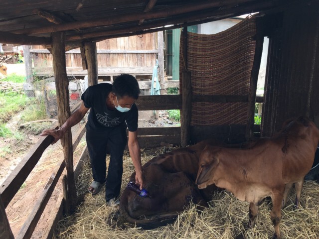 บีบหัวใจหนักวัวแม่พันธุ์ติดลัมปีสกิน นอนรอวันตาย