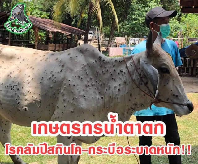 ‘รมช.ประภัตร’ เตรียมลุยอีสานเร่งควบคุมโรคลัมปี สกิน ในโค-กระบือ