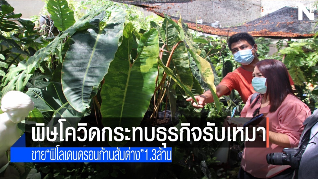 พิษโควิด!หันขายต้นฟิโลเดนดรอนก้านส้มด่างหลักล้าน
