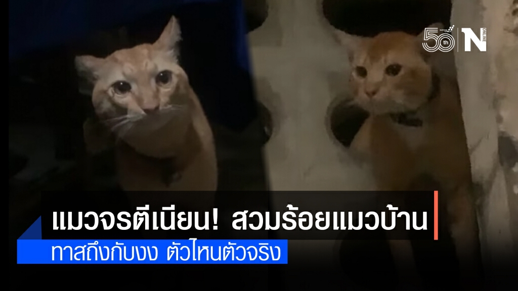 แมวจรตีเนียน! แอบเข้าบ้านสวมรอยเป็นแมวบ้าน ทาสถึงกับงง ตัวไหนตัวจริง