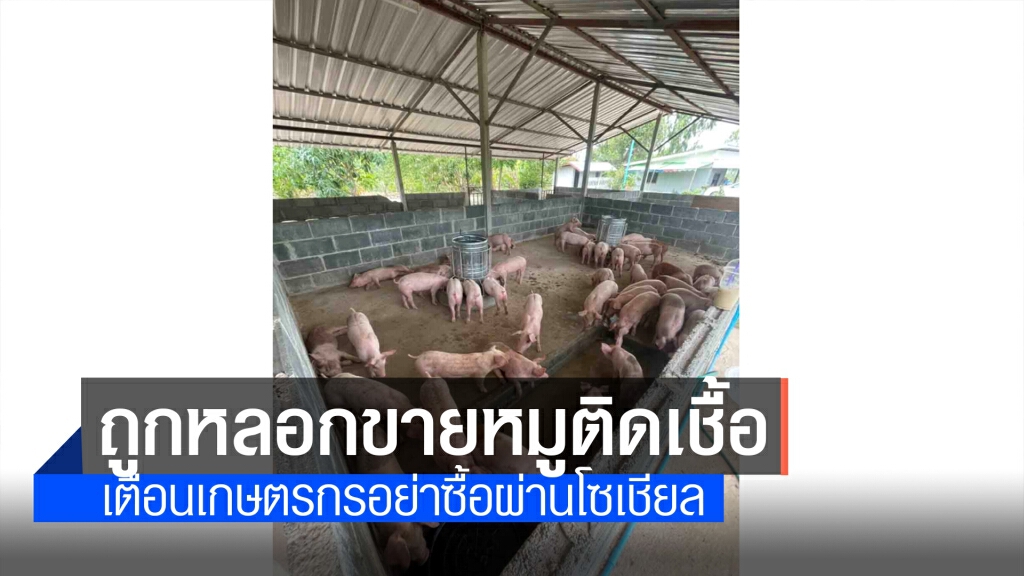 บทเรียนราคาแพงซื้อพันธุ์หมูติดเชื้อจากโลกออนไลน์