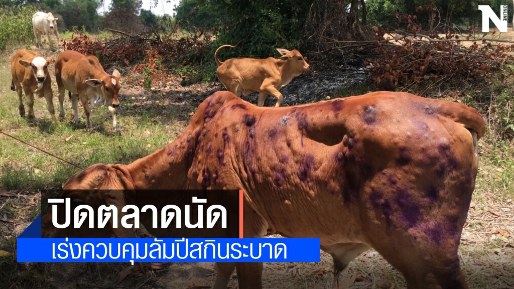 สั่งปิดตลาดโค-กระบือ ลัมปีสกินระบาด18อำเภอ