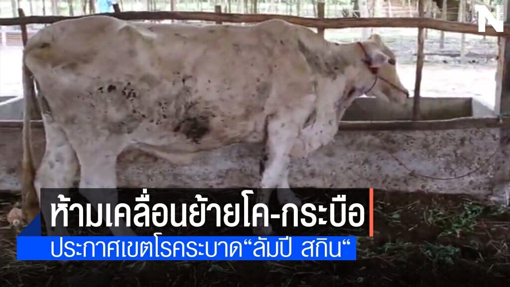 พิษณุโลกพบเชื้อลัมปี สกินระบาด2อำเภอ