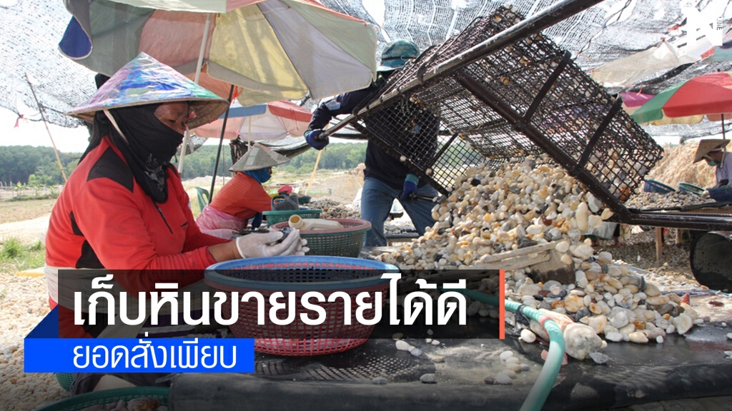 อาชีพที่ไม่ค่อยพบบ่อยนั่งเก็บหินก็ได้เงิน