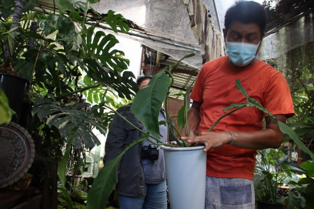 พิษโควิด!หันขายต้นฟิโลเดนดรอนก้านส้มด่างหลักล้าน