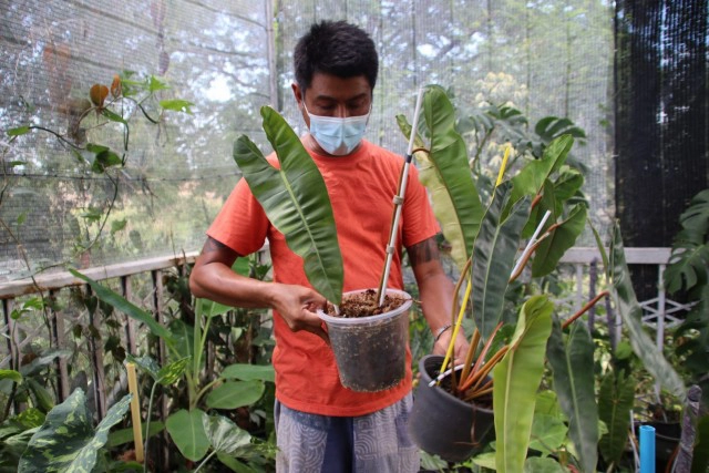 พิษโควิด!หันขายต้นฟิโลเดนดรอนก้านส้มด่างหลักล้าน