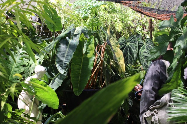 พิษโควิด!หันขายต้นฟิโลเดนดรอนก้านส้มด่างหลักล้าน