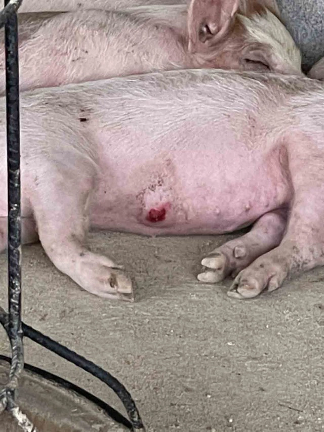 บทเรียนราคาแพงซื้อพันธุ์หมูติดเชื้อจากโลกออนไลน์