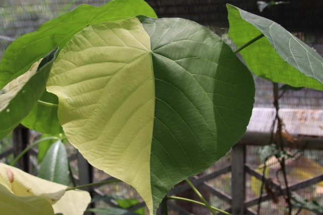 พิษโควิด!หันขายต้นฟิโลเดนดรอนก้านส้มด่างหลักล้าน