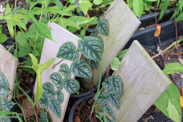 พิษโควิด!หันขายต้นฟิโลเดนดรอนก้านส้มด่างหลักล้าน