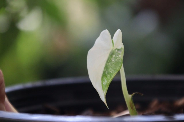 พิษโควิด!หันขายต้นฟิโลเดนดรอนก้านส้มด่างหลักล้าน