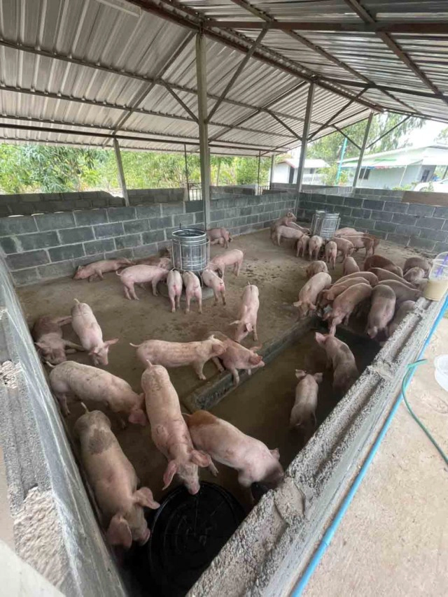 บทเรียนราคาแพงซื้อพันธุ์หมูติดเชื้อจากโลกออนไลน์