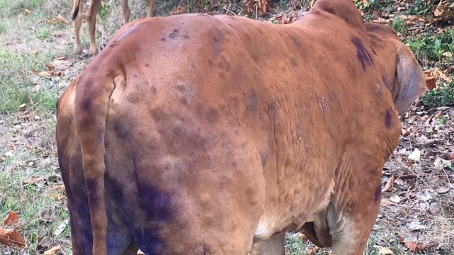 สั่งปิดตลาดโค-กระบือ ลัมปีสกินระบาด18อำเภอ