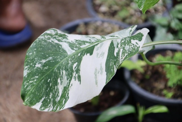 พิษโควิด!หันขายต้นฟิโลเดนดรอนก้านส้มด่างหลักล้าน