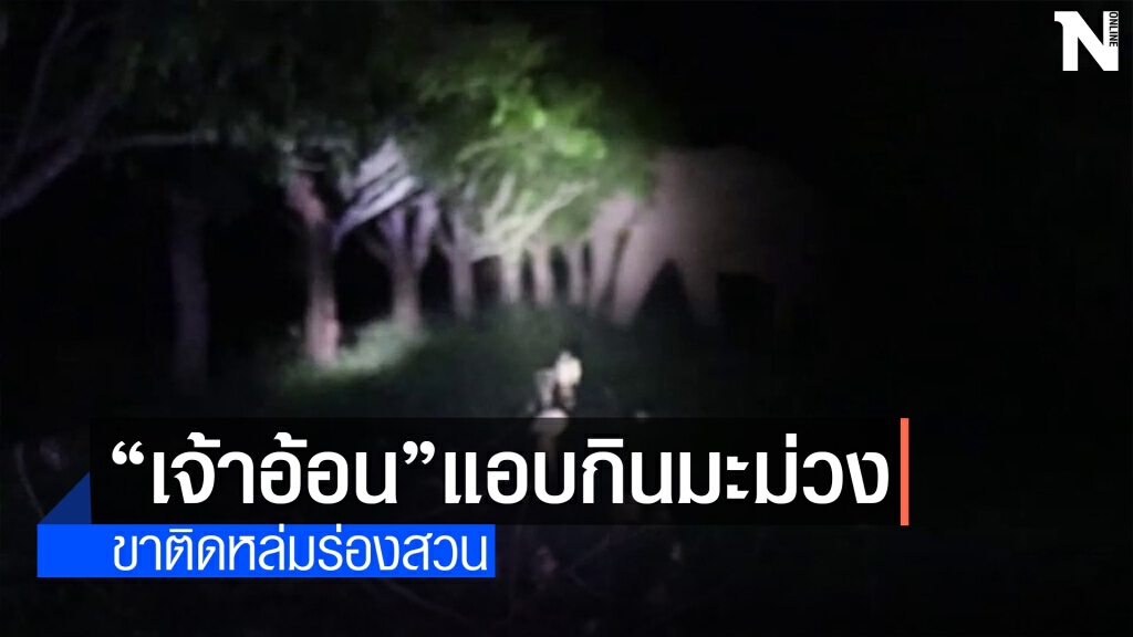 ช้างป่าเขาใหญ่ ลงลุยกินสวนมะม่วงขากลับติดหล่ม