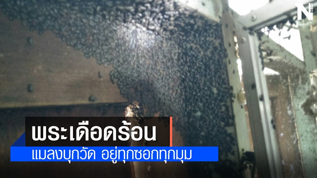 พระเดือดร้อน แมลงปีกแข็งนับแสนบุกหนัก ทำวัดสวดมนต์ไม่ได้ พระเดือดร้อน แมลงปีกแข็งนับแสนบุกหนัก ทำวัดสวดมนต์ไม่ได้