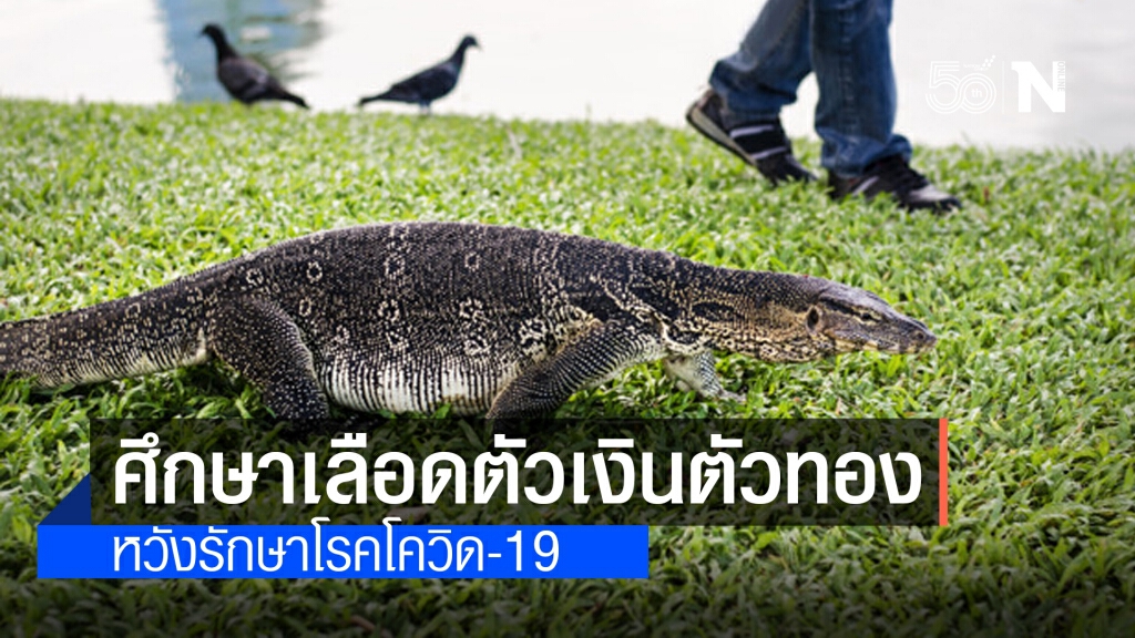 มหิดล วิจัยเลือด'ตัวเงินตัวทอง' หวังพิชิตมะเร็ง-โควิด-19