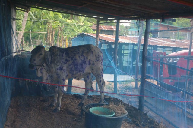 นอภ.เน้นย้ำท้องถิ่นแก้ปัญหาโรคระบาดลัมปีสกิน