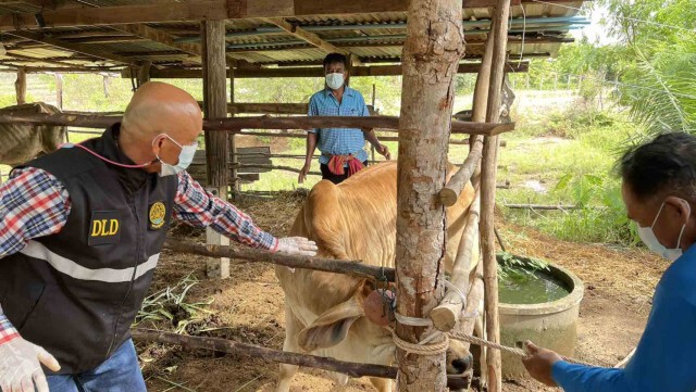 นอภ.เน้นย้ำท้องถิ่นแก้ปัญหาโรคระบาดลัมปีสกิน