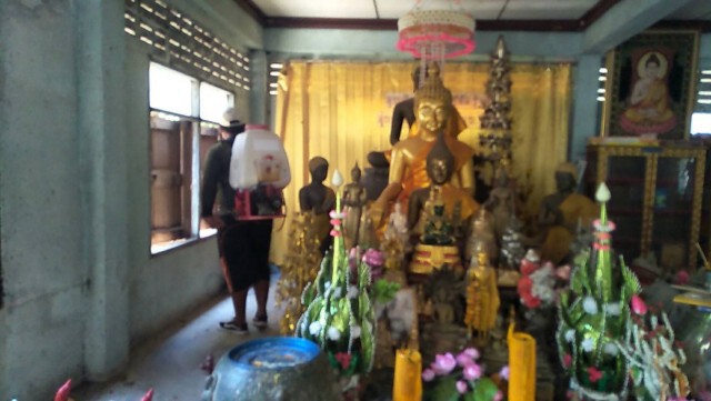 พระเดือดร้อน แมลงปีกแข็งนับแสนบุกหนัก ทำวัดสวดมนต์ไม่ได้