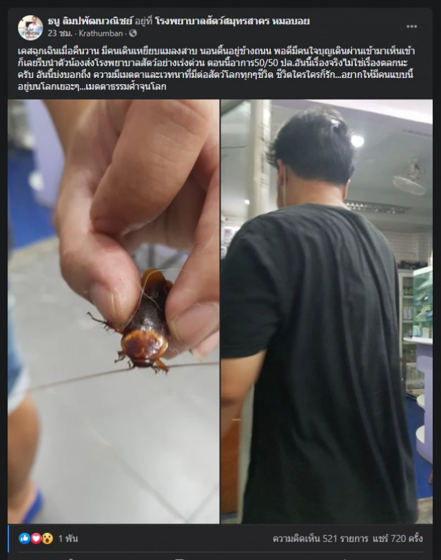 รีวิวรักษา "แมลงสาบ" ถูกเหยียบเกือบตาย จับเข้าตู้ออกซิเจนรอด