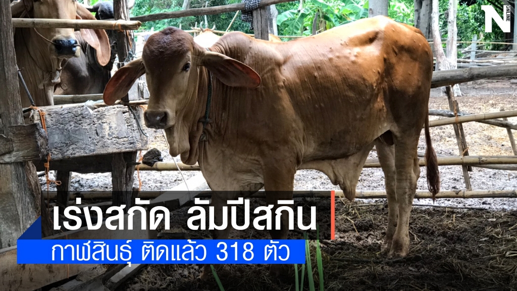 มอบน้ำยาฆ่าเชื้อแก่เกษตรกรผู้เลี้ยงโค กระบือ ป้องกันโรคลัมปี สกิน มอบน้ำยาฆ่าเชื้อแก่เกษตรกรผู้เลี้ยงโค กระบือ ป้องกันโรคลัมปี สกิน