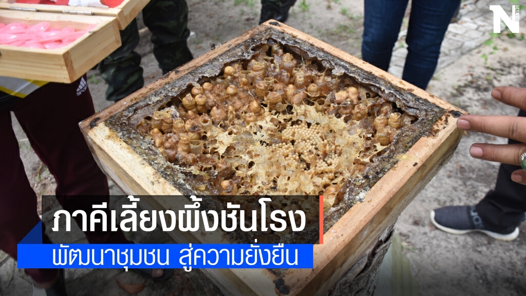 เชื่อมเครือข่ายกลุ่มเลี้ยงผึ้งชันโรงเกาะแลหนัง