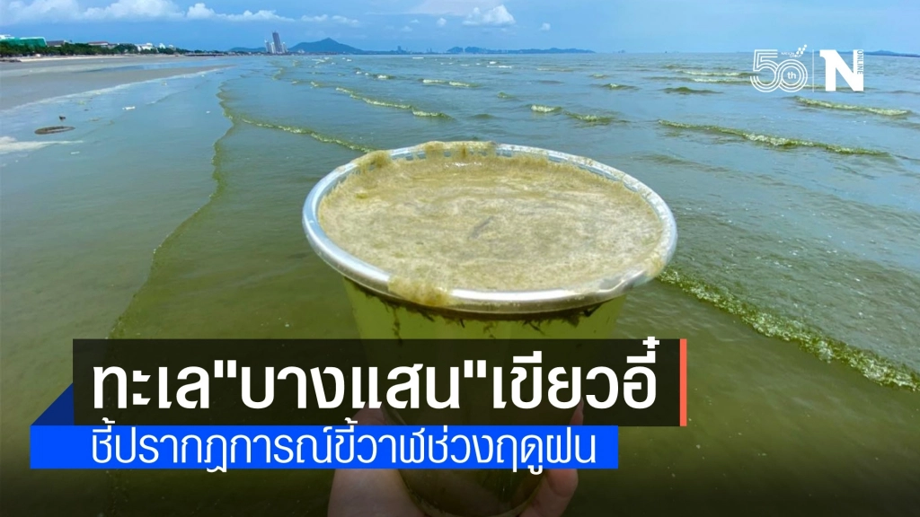 แห่แชร์ทะเลบางแสน เกิดปรากฎการณ์ "ขี้วาฬ" น้ำสีชาเขียว แห่แชร์ทะเลบางแสน เกิดปรากฎการณ์ "ขี้วาฬ" น้ำสีชาเขียว