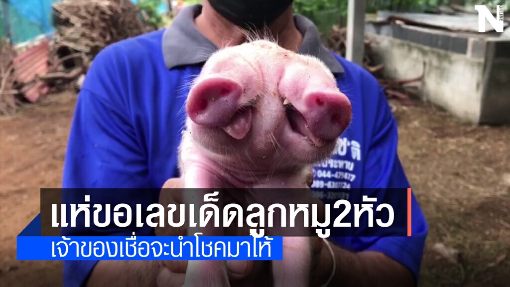 ชาวบ้านแห่ขอเลขเด็ด ลูกหมูแรกเกิดมีสองหัว