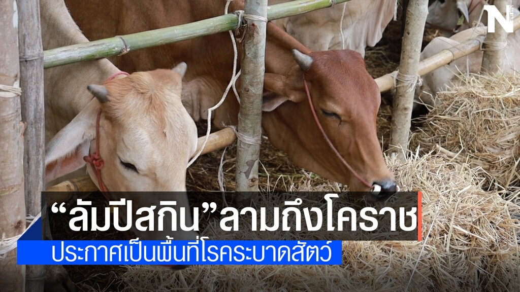 โคราชประกาศเป็นพื้นที่โรคระบาด ห้ามเคลื่อนย้ายสัตว์