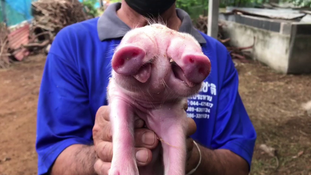 ชาวบ้านแห่ขอเลขเด็ด ลูกหมูแรกเกิดมีสองหัว