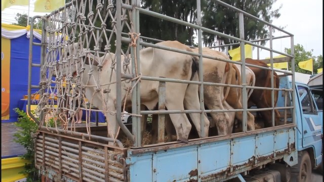 โคราชประกาศเป็นพื้นที่โรคระบาด ห้ามเคลื่อนย้ายสัตว์