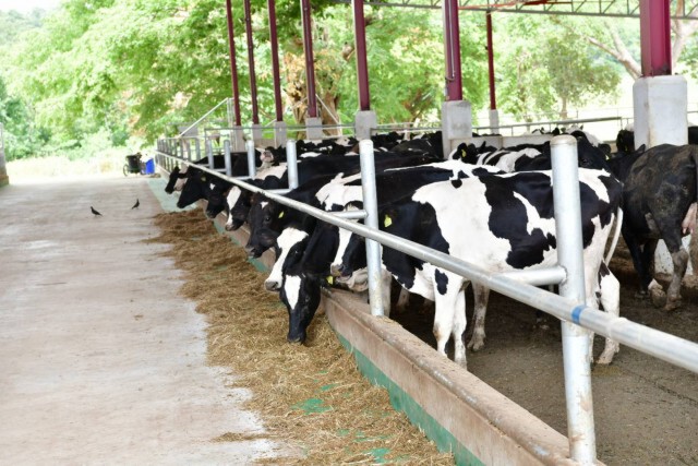 'มนัญญา 'เปิดโครงการรณรงค์ป้องกันโรคลัมปี สกินในโคกระบือ