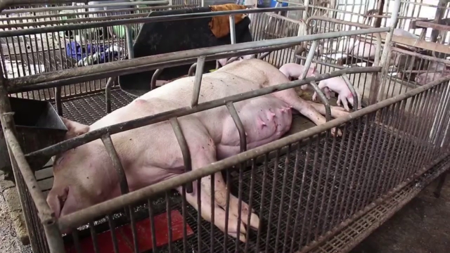 ชาวบ้านแห่ขอเลขเด็ด ลูกหมูแรกเกิดมีสองหัว