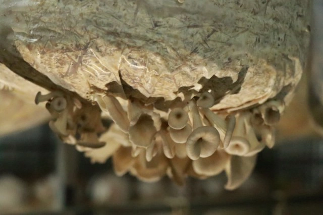 "โปรอ้วน"ลุยฟาร์มเห็ดออร์แกนิค