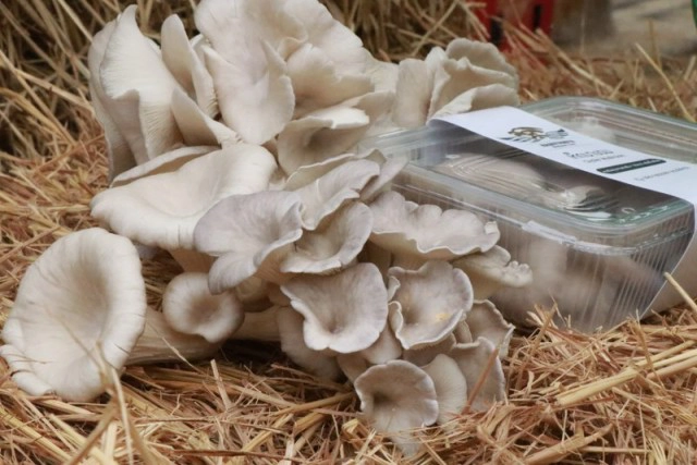 "โปรอ้วน"ลุยฟาร์มเห็ดออร์แกนิค