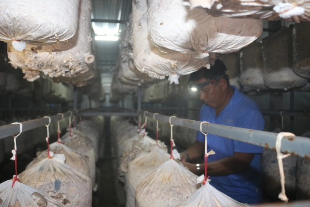 "โปรอ้วน"ลุยฟาร์มเห็ดออร์แกนิค