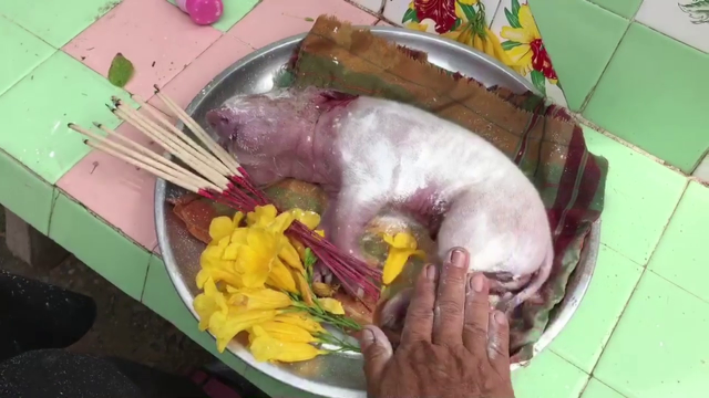 ชาวบ้านแห่ขอเลขเด็ด ลูกหมูแรกเกิดมีสองหัว