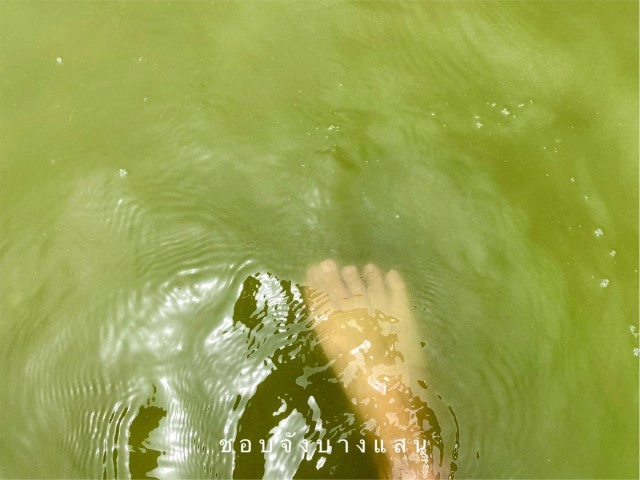 แห่แชร์ทะเลบางแสน เกิดปรากฎการณ์ "ขี้วาฬ" น้ำสีชาเขียว